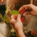 Bali's Furry Fruit