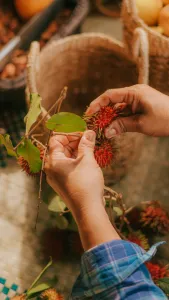 Bali's Furry Fruit