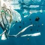 sea trash with fish