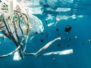 sea trash with fish