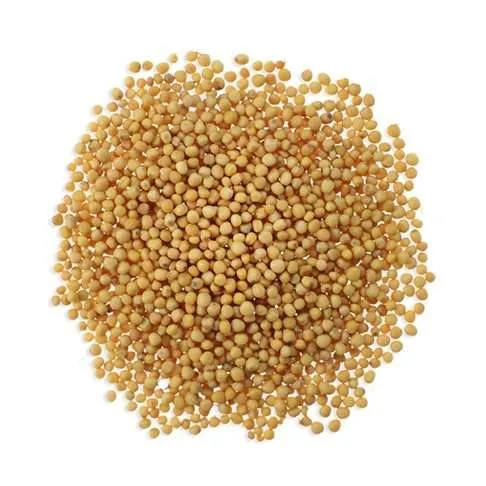 Yellow Mustard Seeds