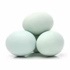 Eggs Duck