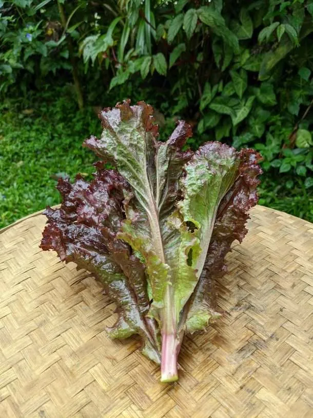 Natural Lettuce Red