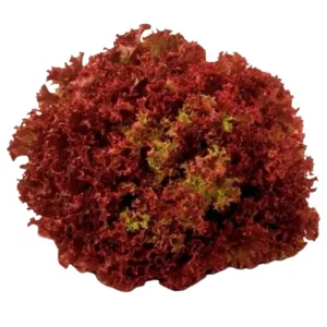 Natural Lettuce Red