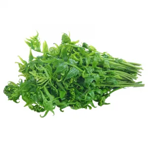 Natural Fern