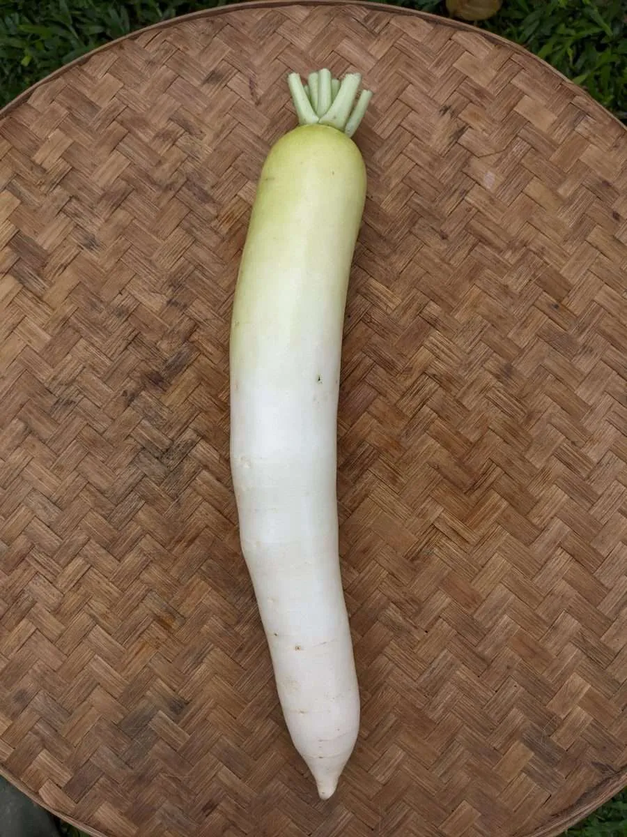 Natural Daikon