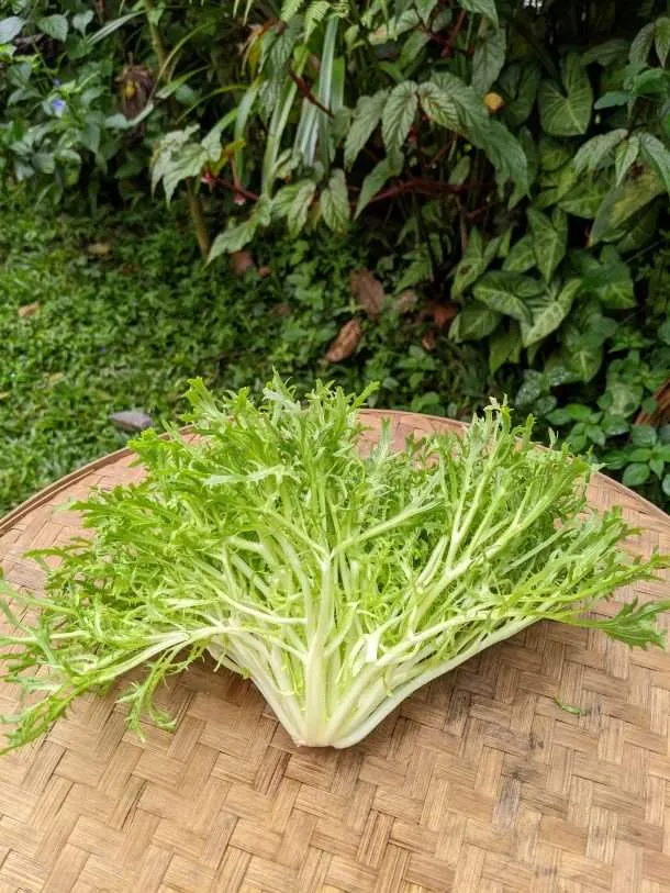 Natural Lettuce Mizuna