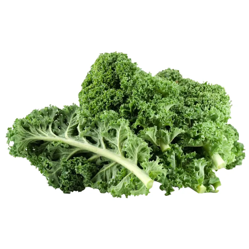 Hydro Blue-Green Curly Kale from Bali Grown