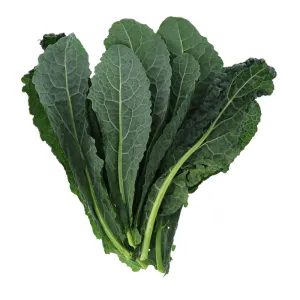 Hydro Tuscan Black Kale from Bali Grown
